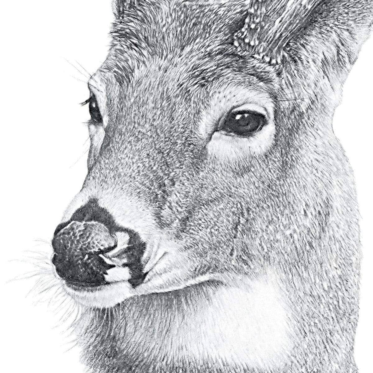 White-tailed Deer Portrait - Framed Print | Artwork by Glen Loates