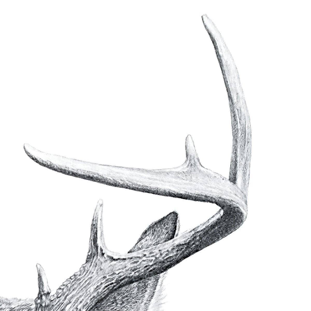 White-tailed Deer Portrait - Framed Print | Artwork by Glen Loates