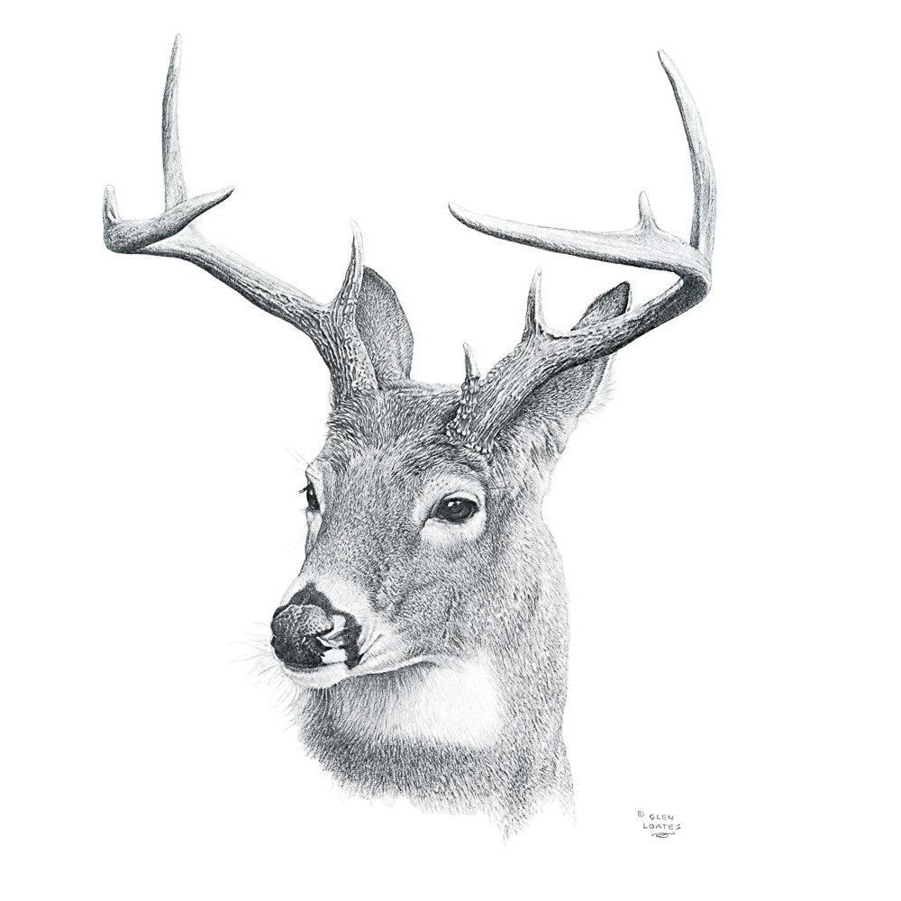 White-tailed Deer Portrait - Framed Print | Artwork by Glen Loates