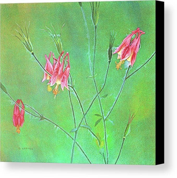 Wild Columbine - Canvas Print | Artwork by Glen Loates