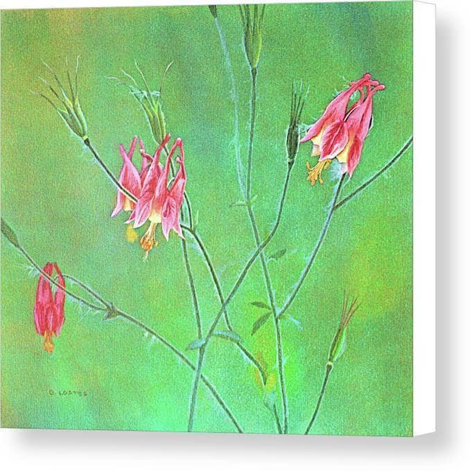 Wild Columbine - Canvas Print | Artwork by Glen Loates