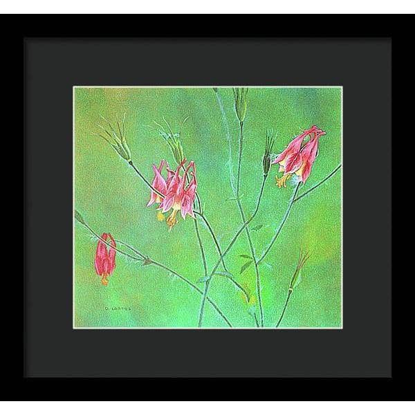 Wild Columbine - Framed Print | Artwork by Glen Loates