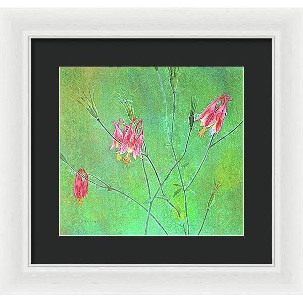 Wild Columbine - Framed Print | Artwork by Glen Loates