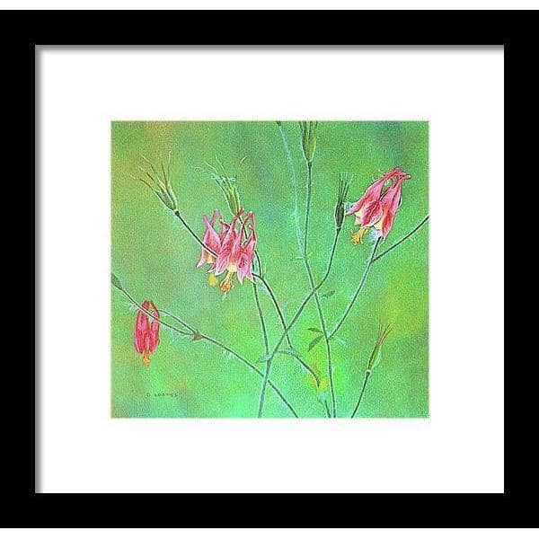 Wild Columbine - Framed Print | Artwork by Glen Loates