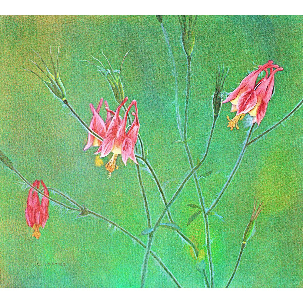 Wild Columbine - Framed Print | Artwork by Glen Loates