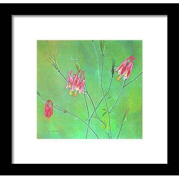 Wild Columbine - Framed Print | Artwork by Glen Loates