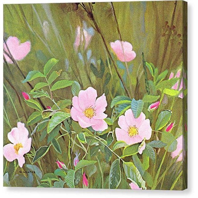 Wild Roses by Glen Loates, gallery canvas with mirrored wrapped edges