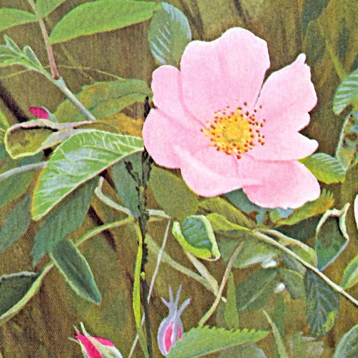 Wild Roses - Framed Print | Artwork by Glen Loates