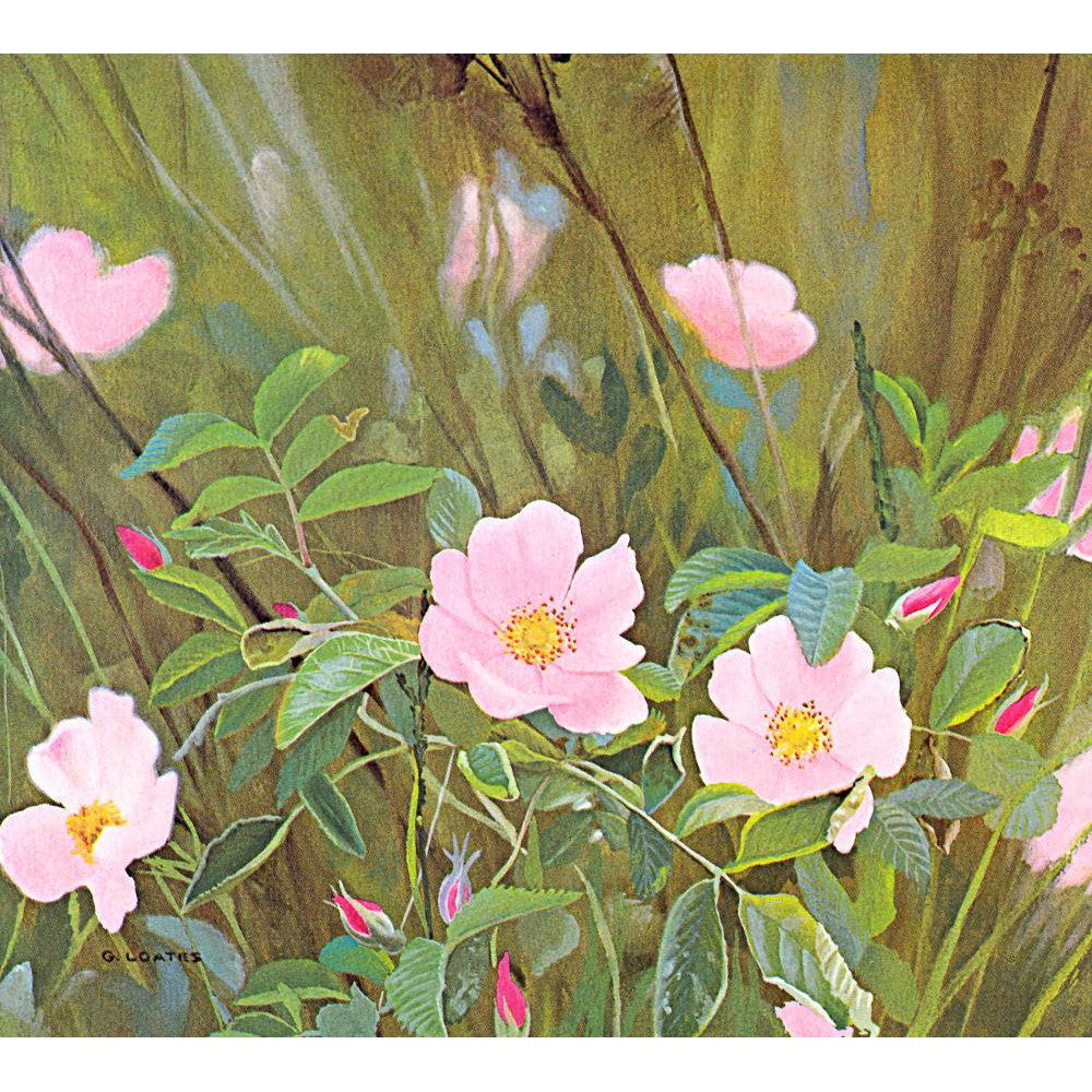 Wild Roses - Framed Print | Artwork by Glen Loates