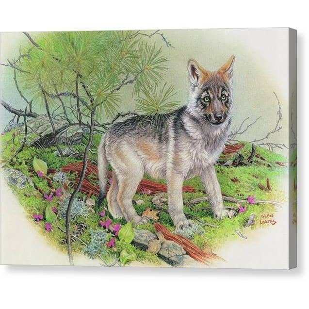Wolf Pup by Glen Loates, gallery canvas: a timber wolf pup among moss and wildflowers