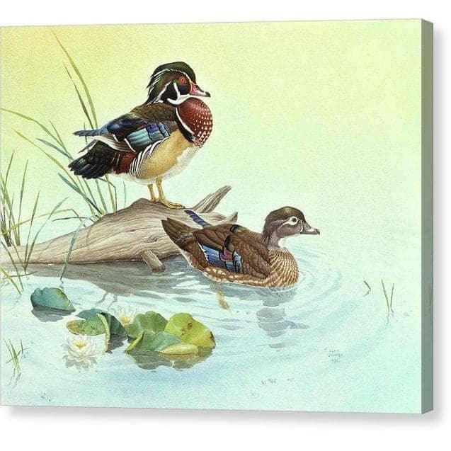 Wood Ducks by Glen Loates, gallery canvas: a pair of wood ducks resting on a log at the water’s edge