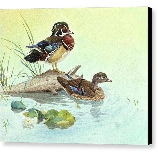 Wood Ducks - Canvas Print | Artwork by Glen Loates