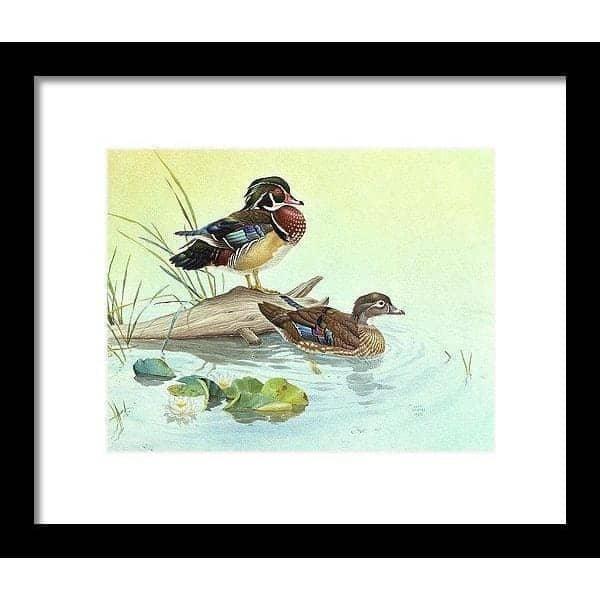 Wood Ducks - Framed Print | Artwork by Glen Loates