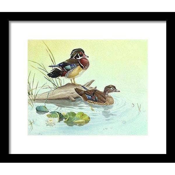 Wood Ducks - Framed Print | Artwork by Glen Loates