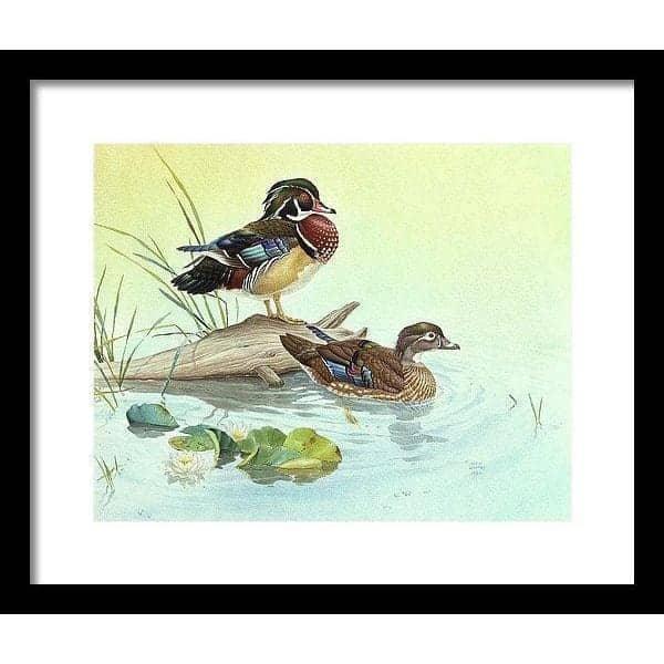 Wood Ducks - Framed Print | Artwork by Glen Loates