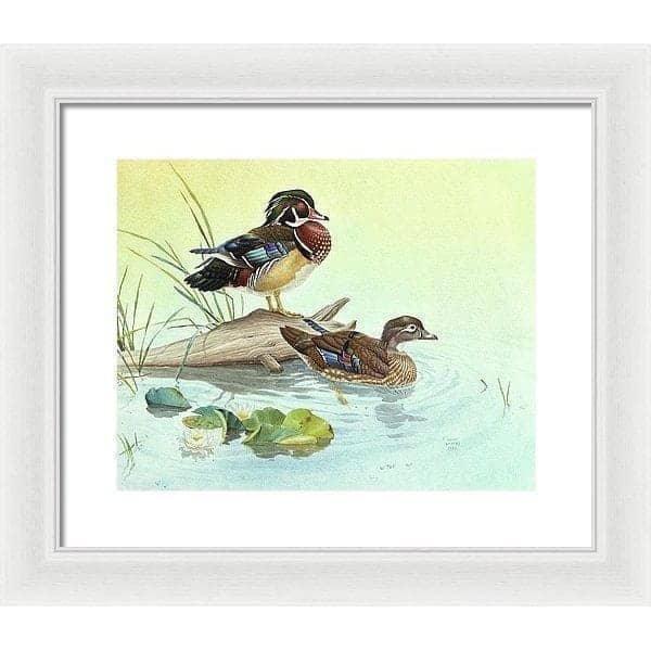 Wood Ducks - Framed Print | Artwork by Glen Loates