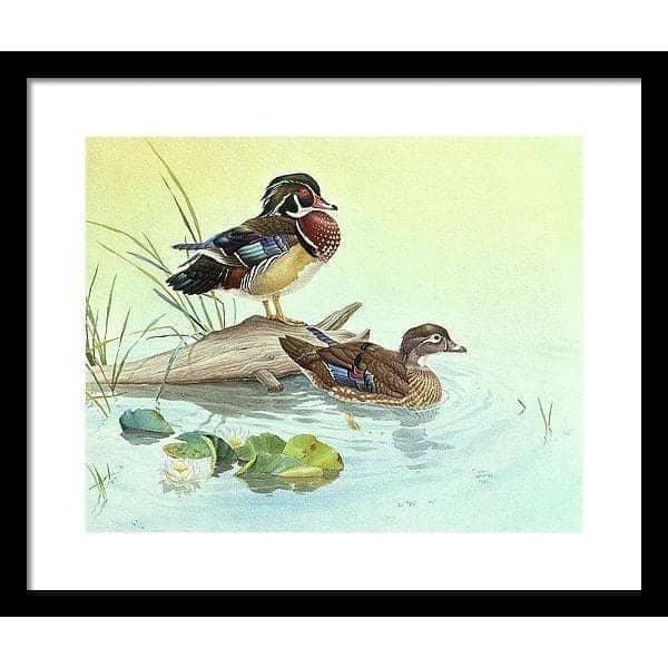 Wood Ducks - Framed Print | Artwork by Glen Loates