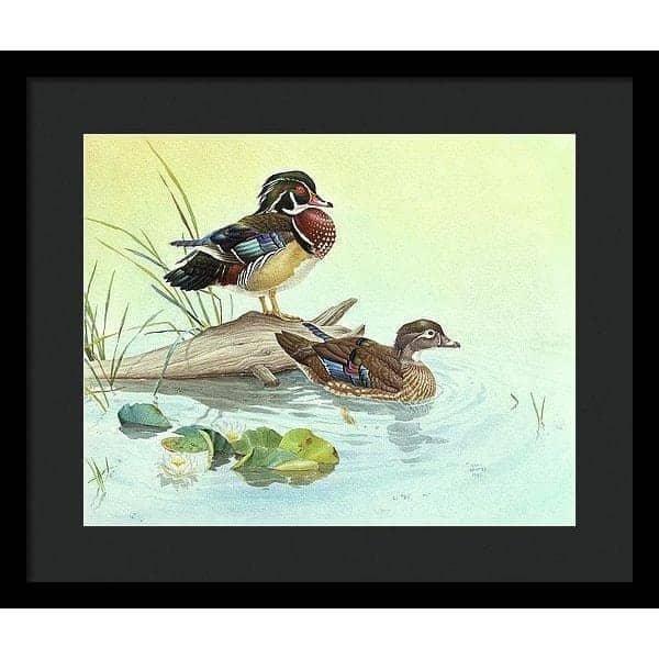 Wood Ducks - Framed Print | Artwork by Glen Loates