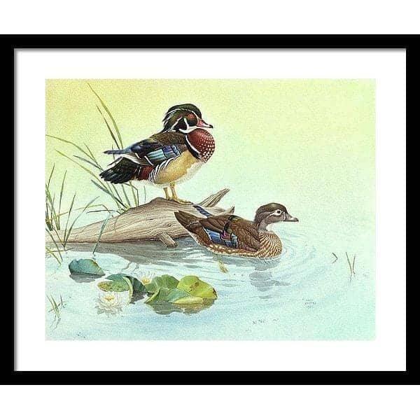 Wood Ducks - Framed Print | Artwork by Glen Loates