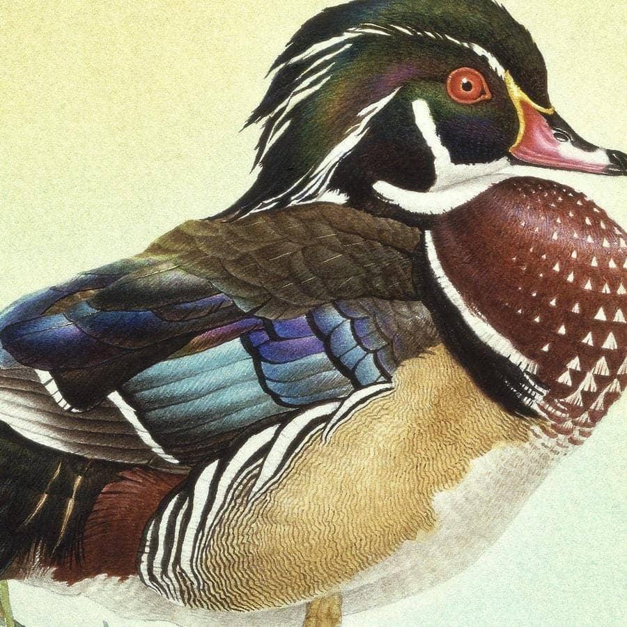 Wood Ducks - Framed Print | Artwork by Glen Loates