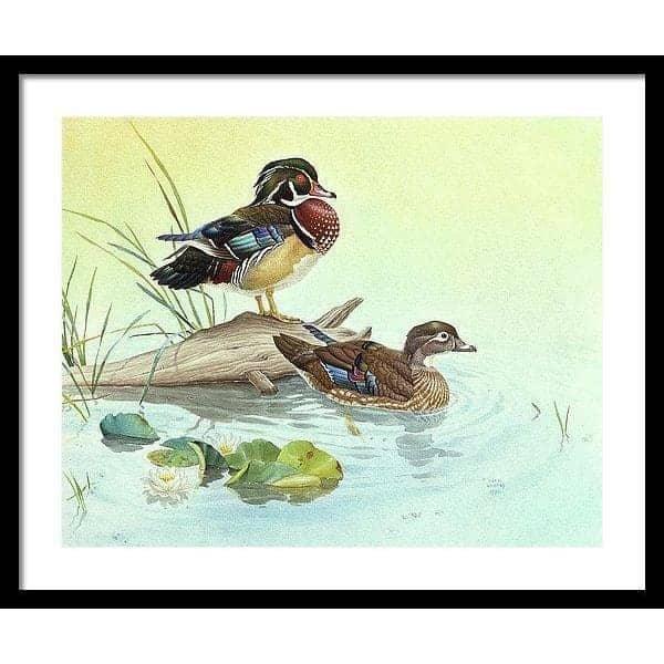 Wood Ducks - Framed Print | Artwork by Glen Loates