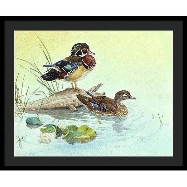 Wood Ducks - Framed Print | Artwork by Glen Loates