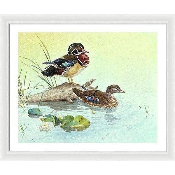 Wood Ducks - Framed Print | Artwork by Glen Loates