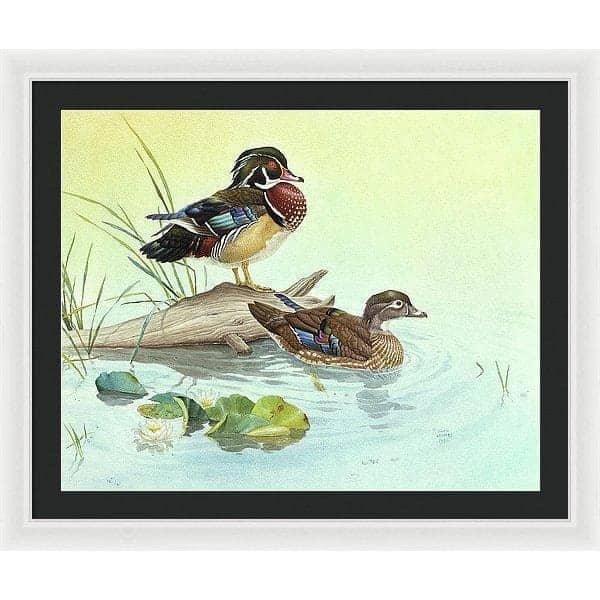 Wood Ducks - Framed Print | Artwork by Glen Loates