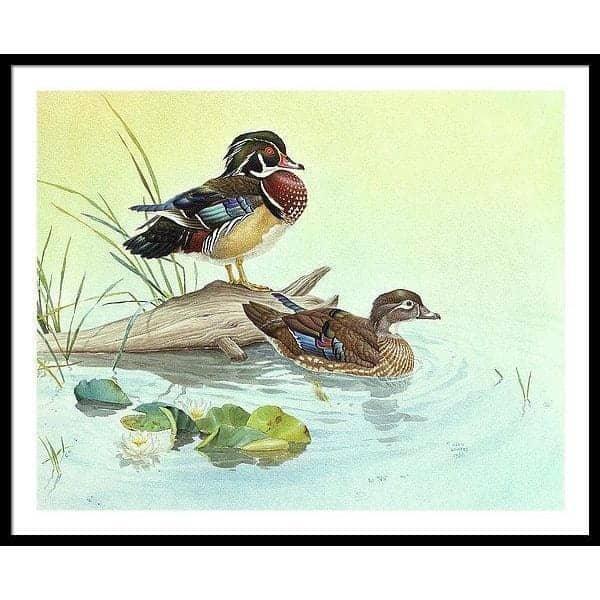 Wood Ducks - Framed Print | Artwork by Glen Loates