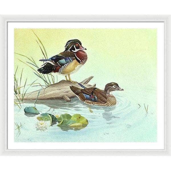Wood Ducks - Framed Print | Artwork by Glen Loates