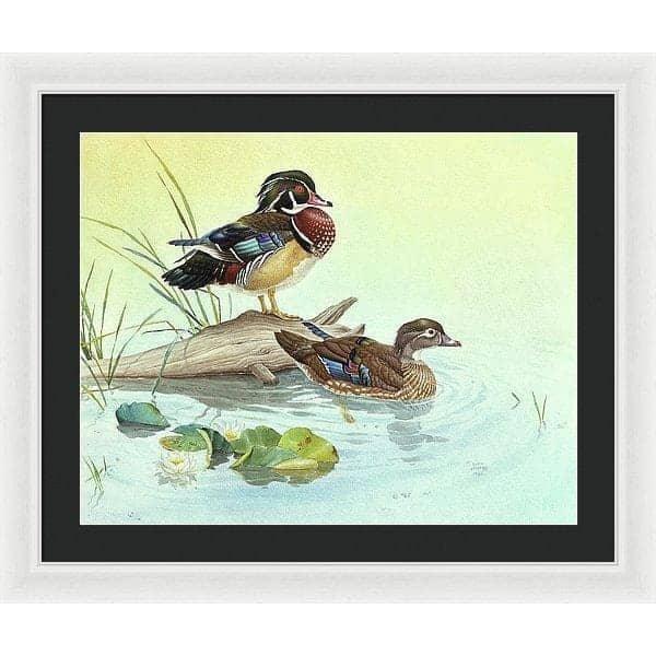 Wood Ducks - Framed Print | Artwork by Glen Loates