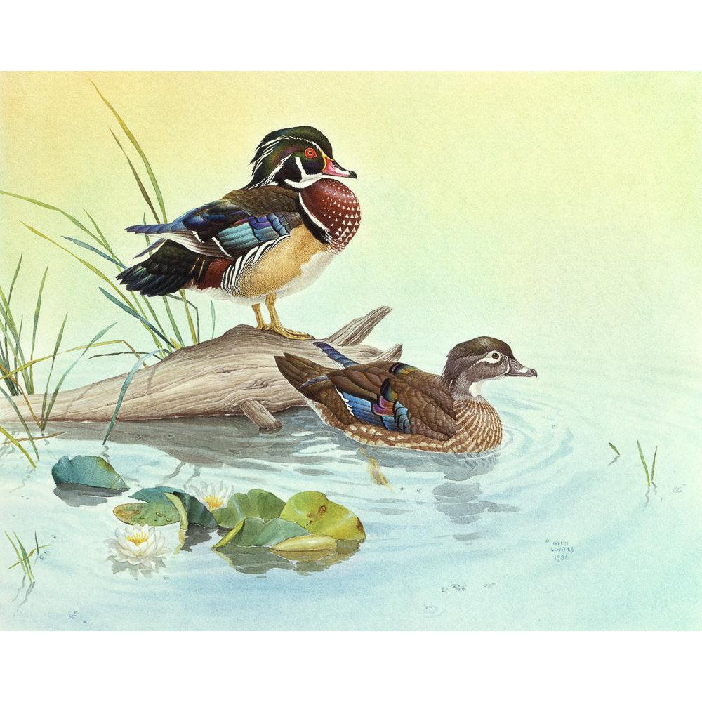 Wood Ducks - Framed Print | Artwork by Glen Loates