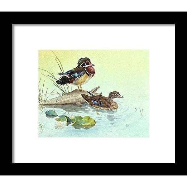 Wood Ducks - Framed Print | Artwork by Glen Loates