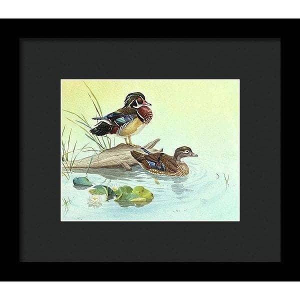 Wood Ducks - Framed Print | Artwork by Glen Loates