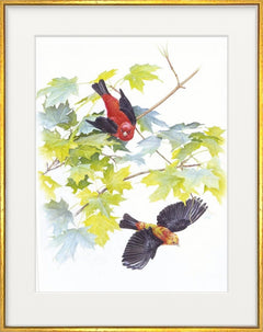 Scarlet Tanagers, the original by Glen Loates