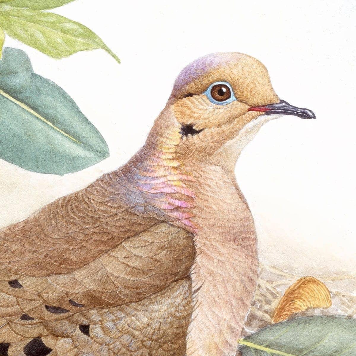 Mourning Dove - Canvas Print | Artwork by Glen Loates