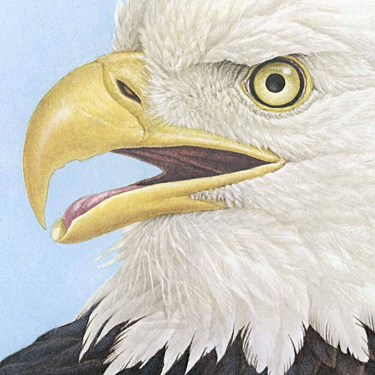 Bald Eagle Head - Canvas Print | Artwork by Glen Loates