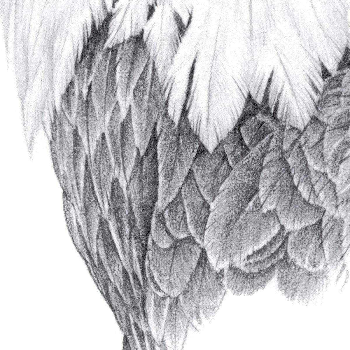 Bald Eagle Portrait - Art Print | Artwork by Glen Loates