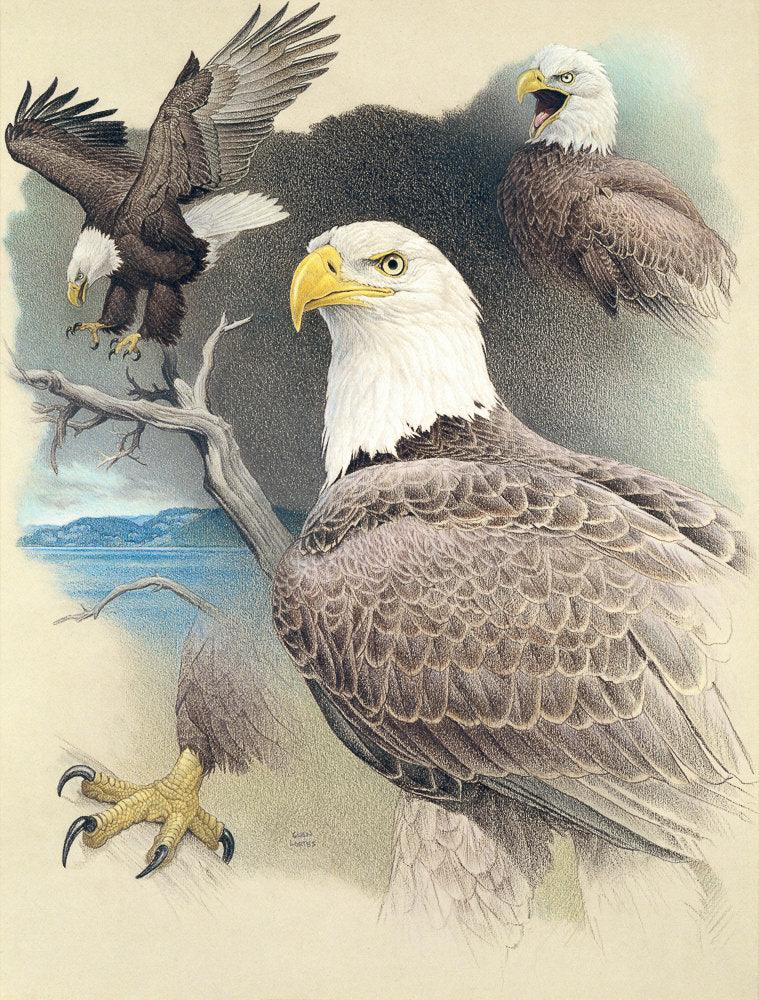 Bald Eagle Montage - Art Print | Artwork by Glen Loates