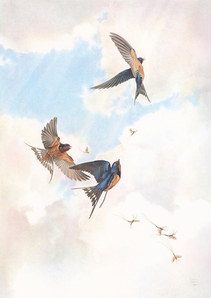 Barn Swallows - Art Print | Artwork by Glen Loates