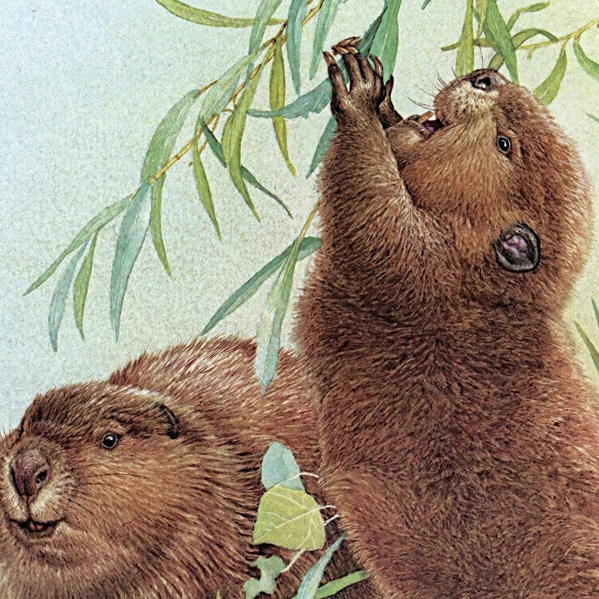 Beavers - Canvas Print | Artwork by Glen Loates