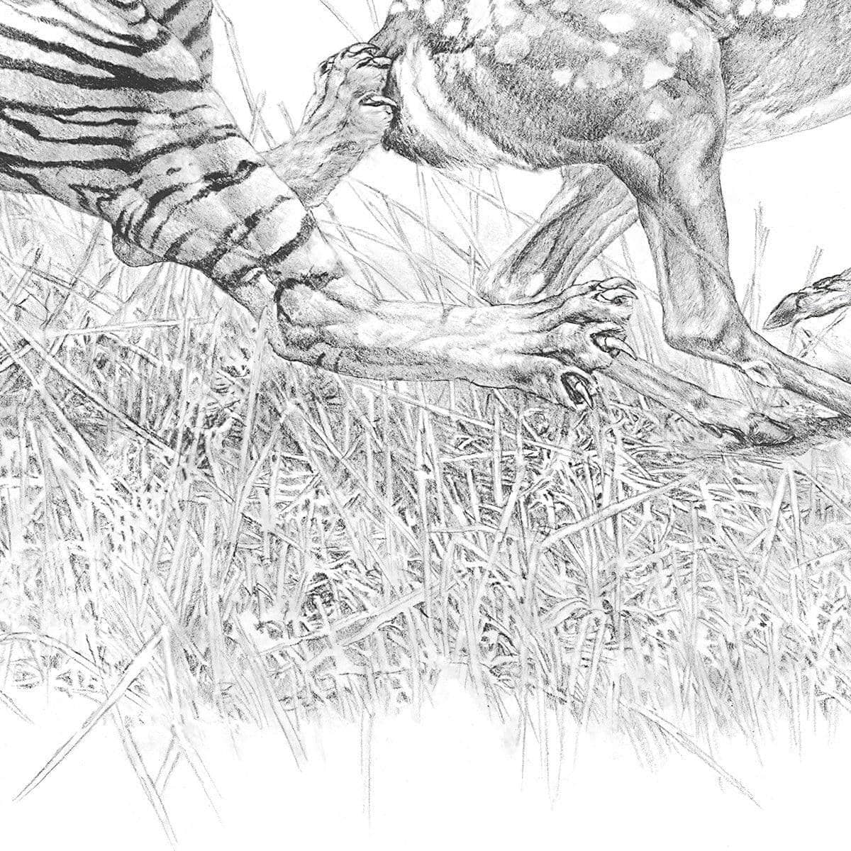 Bengal Tiger Pulling Down a Chital Deer - Canvas Print | Artwork by Glen Loates