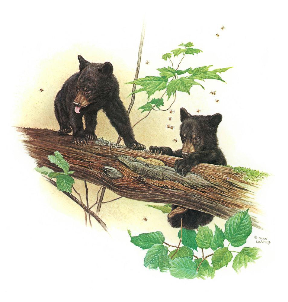 Black Bear Cubs - Art Print | Artwork by Glen Loates
