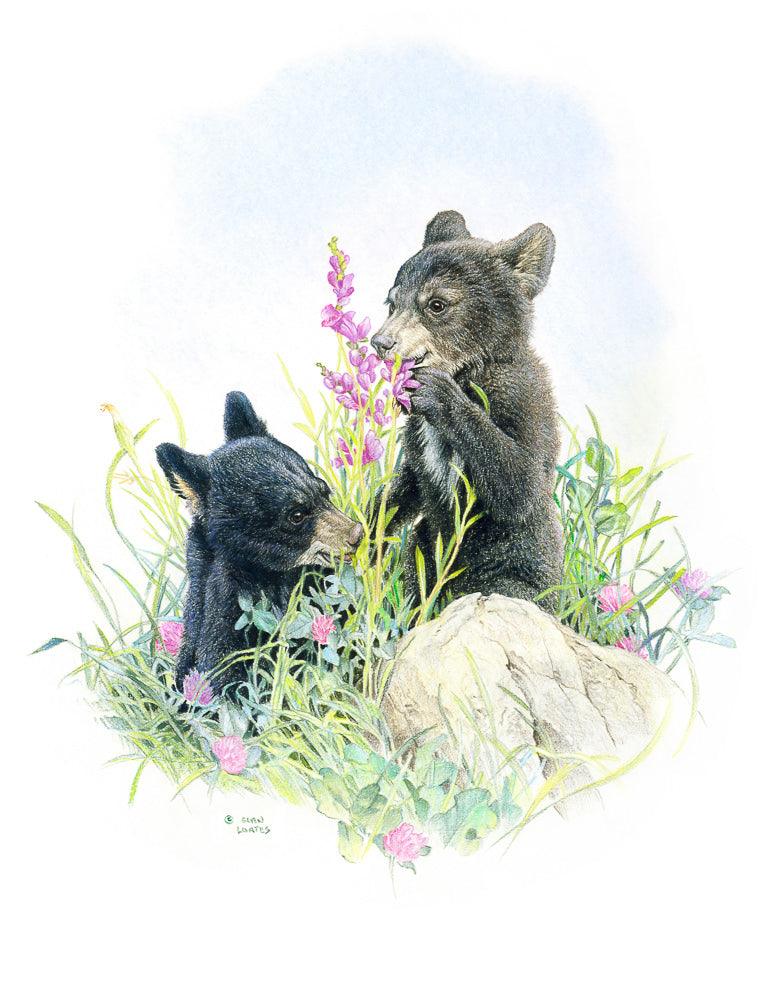 Black Bear Cubs in Grass - Art Print | Artwork by Glen Loates