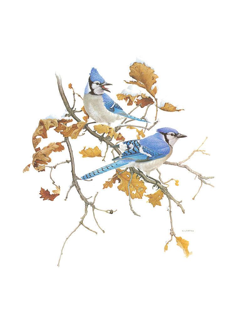 Blue Jays - Art Print | Artwork by Glen Loates