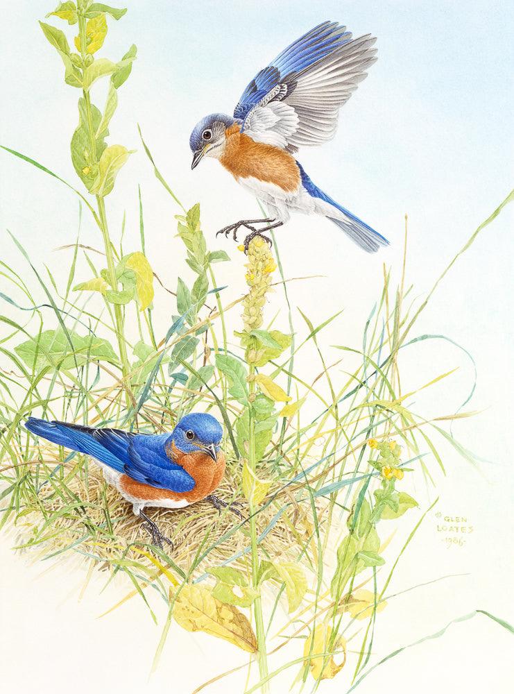 Bluebirds - Art Print | Artwork by Glen Loates
