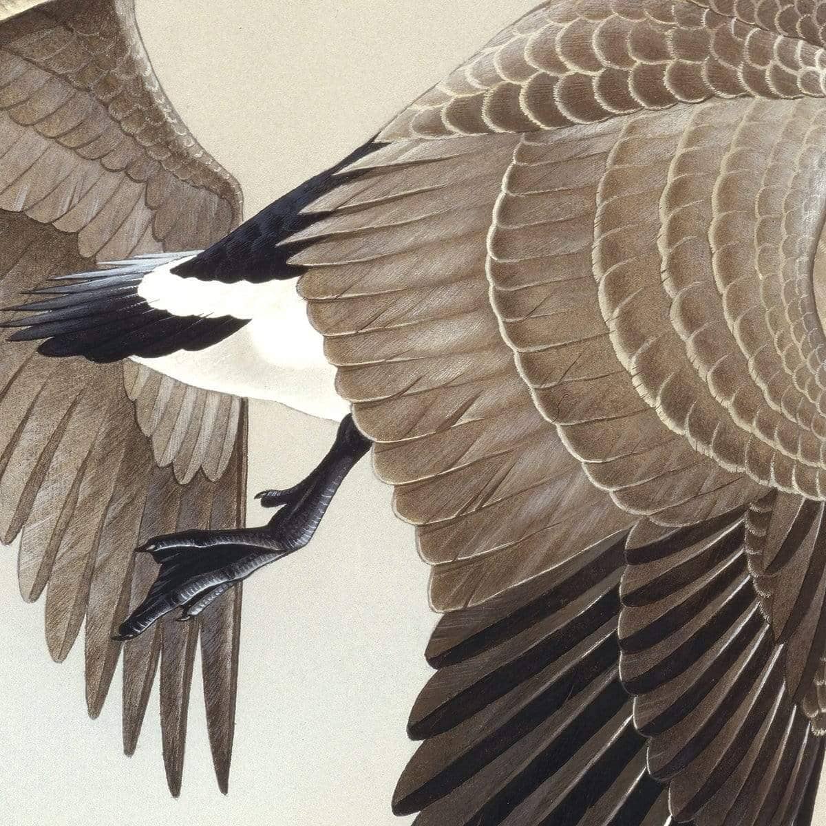 Canada Geese - Framed Print | Artwork by Glen Loates