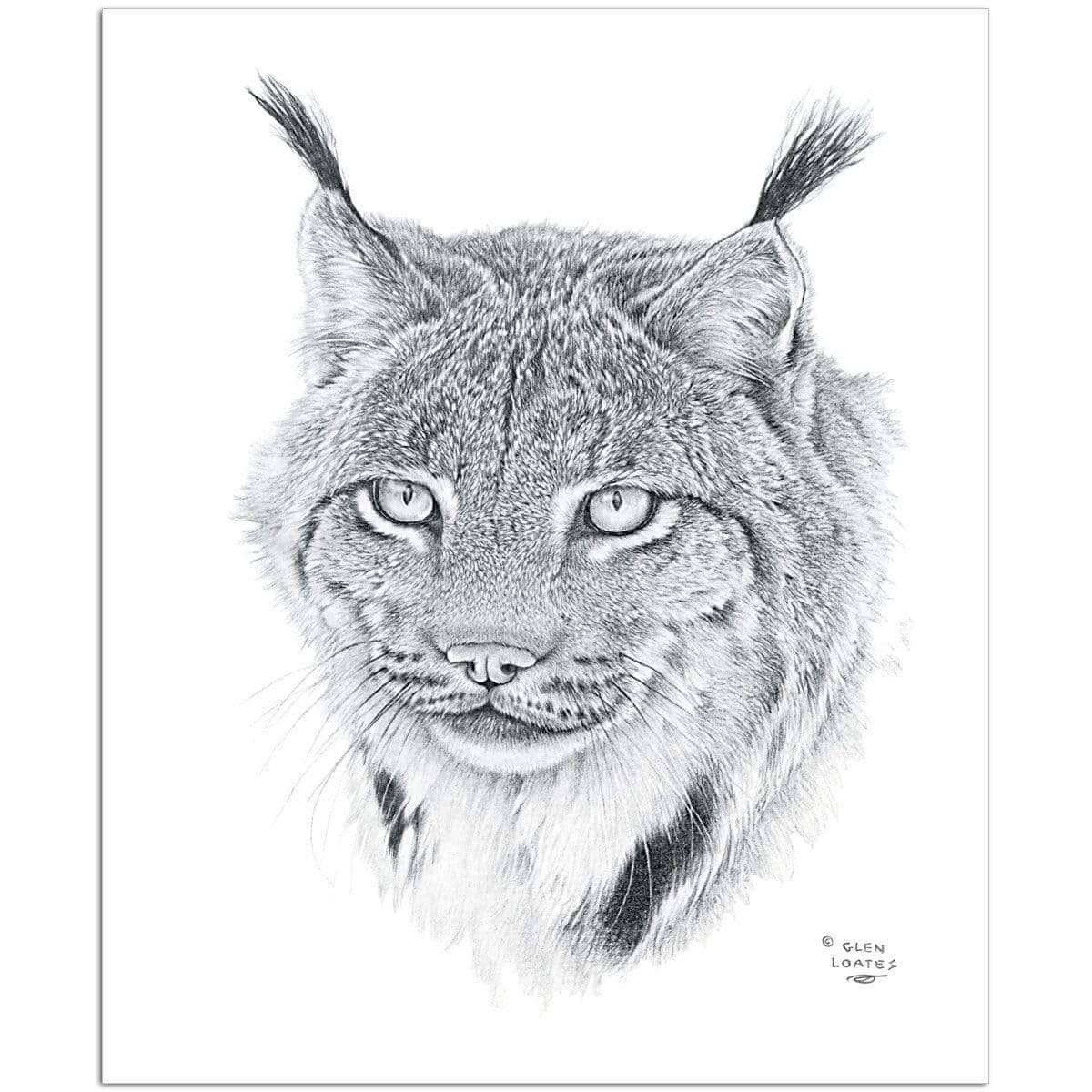 Canada Lynx Portrait - Art Print | Artwork by Glen Loates