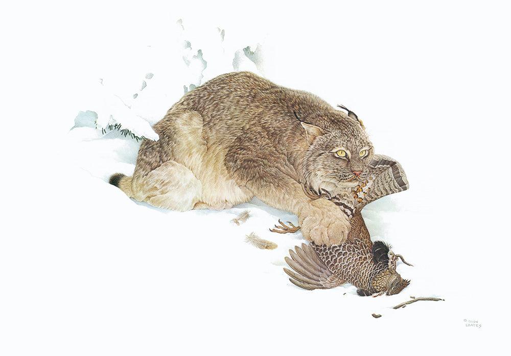 Canada Lynx With Ruffed Grouse - Art Print | Artwork by Glen Loates