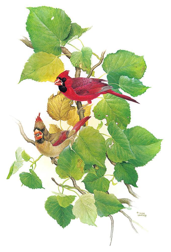 Cardinals - Canvas Print | Artwork by Glen Loates